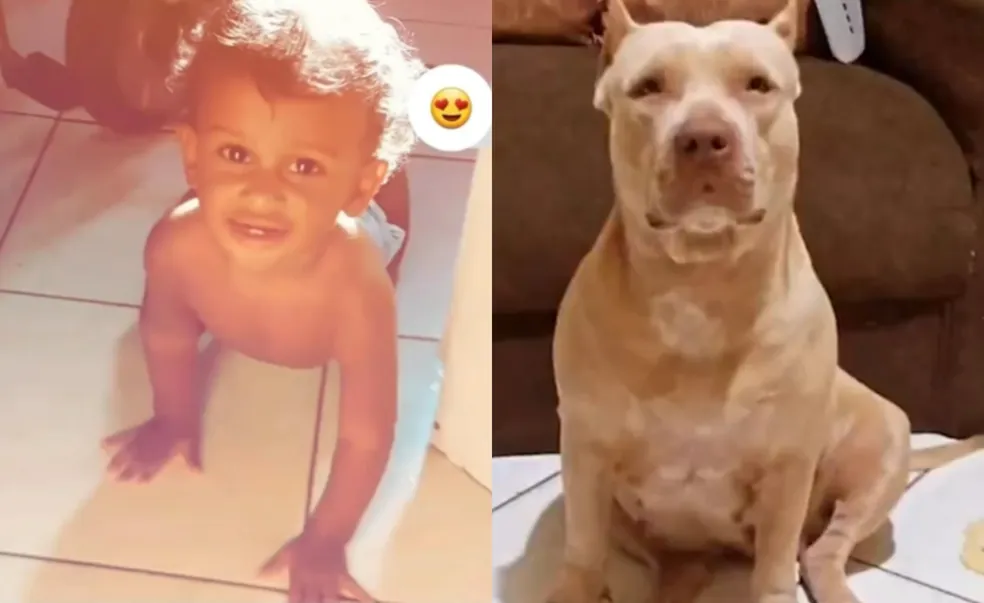 Bebê de dez meses morre após ser atacado por pitbull da avó em Codó - Foto: Reprodução/ TV Mirante