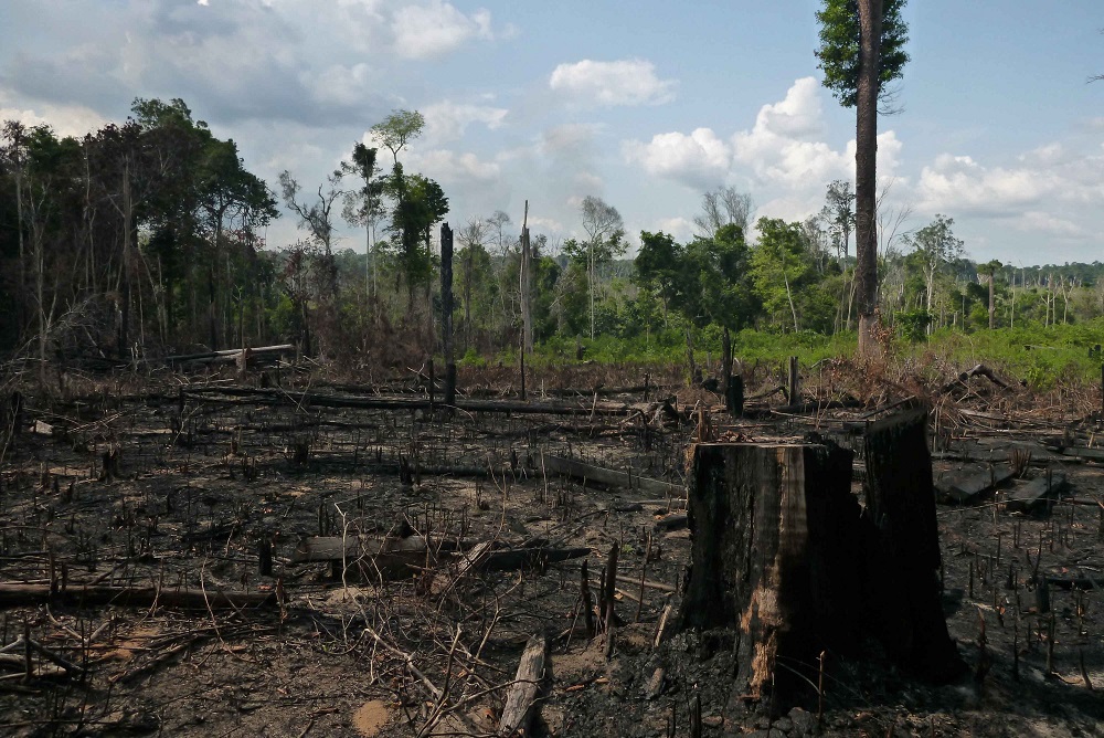 Queimada destrói parte da floresta amazônica na área do Projeto de Assentamento Moju, na região de Santarém