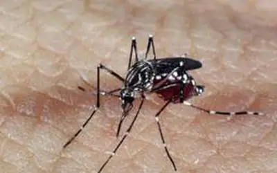 Por Outro Lado: Casos de dengue e chikungunya disparam no Brasil