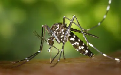 Nova Vacina Contra a Dengue Mostra Alta Eficácia em Estudo