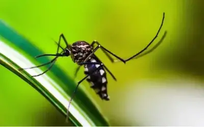 Brasil supera números de dengue em 2023