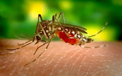 Sobe para 20 número de mortes por dengue na Bahia; 272 cidades enfrentam epidemia da doença