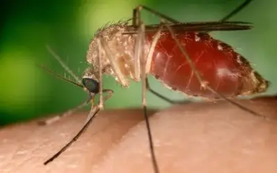 Bahia registra nove casos de Febre do Oropouche, doença viral similar à dengue