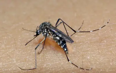 Bahia registra nova morte por dengue e número de casos sobe para 28 no estado; 275 municípios estão em epidemia