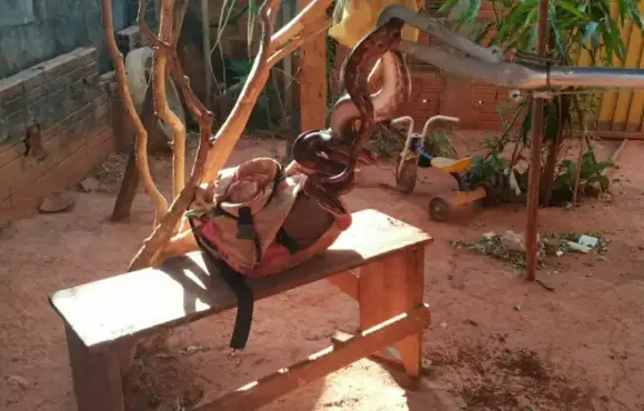 Barreiras: Cobra de 1,5 metro é resgatada após aparecer em residencial
