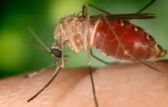 Bahia registra nove casos de Febre do Oropouche, doença viral similar à dengue